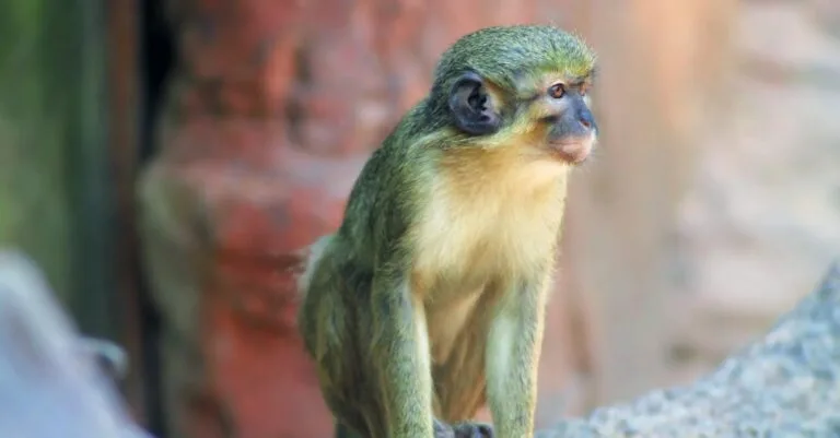 398 Creative Monkey Names for Your Primate Pal