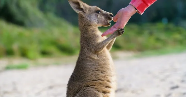 349 Creative Kangaroo Names: Cute, Funny, Baby