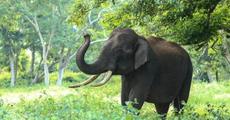 497 Fascinating Elephant Names: Cute, Strong, and Cultural