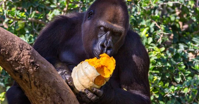 346 Perfect Gorilla Names: A Comprehensive Guide