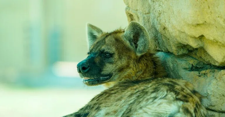 398 Hyena Names: Unique, Cute, and African