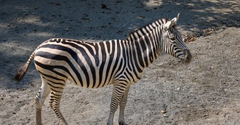 445 Unique Zebra Names: Fun, Cute, and Creative Choices