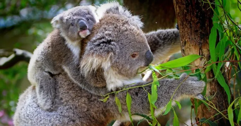 448 Cute Koala Names for Your Fluffy Friend
