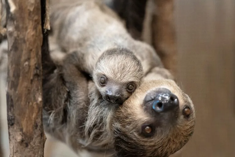 Charming close-up of a baby sloth with its mother hanging from a branch in Dubai.